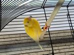 Kanariman eerste broed, Dieren en Toebehoren, Vogels | Kanaries, Meerdere dieren, Kleurkanarie