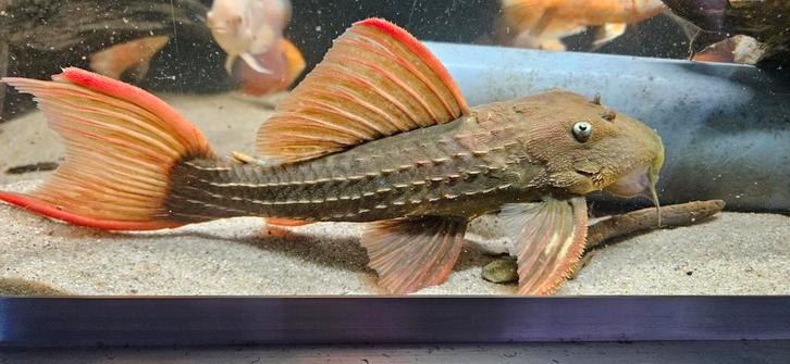 L-Nummers: L024 Pseudacanthicus pitanga, Dieren en Toebehoren, Vissen | Aquariumvissen, Zoetwatervis, Vis