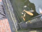 Koi karpers en pompen + vijver, Dieren en Toebehoren, Vissen | Vijvervissen, Karper of Koi