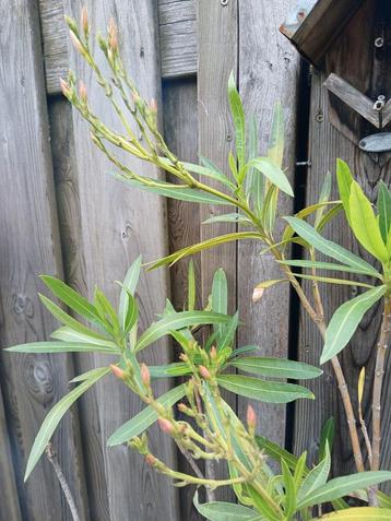 Oud roze oleander OP=OP beschikbaar voor biedingen