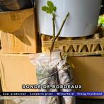 Ronde de Bordeaux (échte) - gewortelde stek, Tuin en Terras, Minder dan 100 cm, Volle zon, Ophalen of Verzenden, Vijgenboom