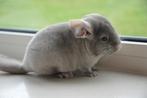 chinchilla bokjes, Mannelijk, Chinchilla, Na 1 juli 2024