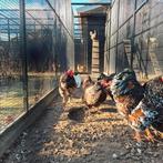 100 broedeieren wyandotte kriel verschillende kleurslagen, Dieren en Toebehoren, Pluimvee, Geslacht onbekend, Kip