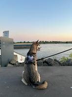 Honden uitlaatservice, Ophalen