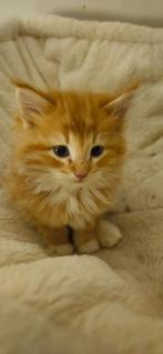 5 Siberische kittens uit geteste ouders van erkende cattery, Dieren en Toebehoren, Katten en Kittens | Raskatten | Langhaar, Meerdere dieren