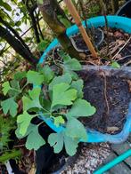 ginko biloba boompjes per stuk tekoop, In pot, Bloeit niet, Minder dan 100 cm, Overige soorten