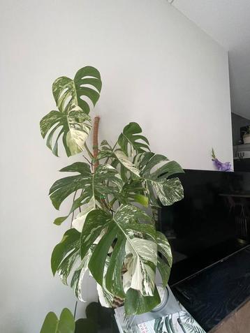 XL Monstera Variegated 100cm beschikbaar voor biedingen