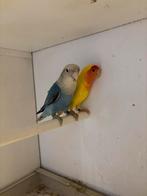 Jonge agapornissen rosecollie, Dieren en Toebehoren, Vogels | Parkieten en Papegaaien, Meerdere dieren, Dwergpapegaai of Agapornis