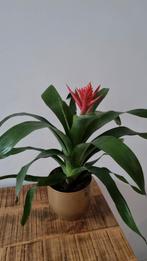 Guzmania Bromelia met Rode Bloemen, Overige soorten, Vaste plant, Ophalen of Verzenden, Halfschaduw