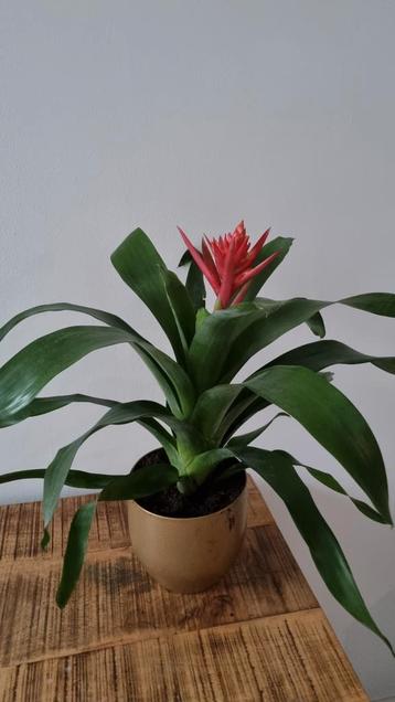 Guzmania Bromelia met Rode Bloemen beschikbaar voor biedingen