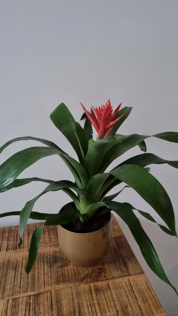 Guzmania Bromelia met Rode Bloemen, Tuin en Terras, Planten | Tuinplanten, Vaste plant, Overige soorten, Halfschaduw, Zomer, Ophalen of Verzenden