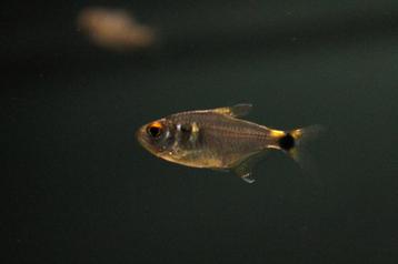 Lichtvisje (Hemigrammus ocellifer) beschikbaar voor biedingen