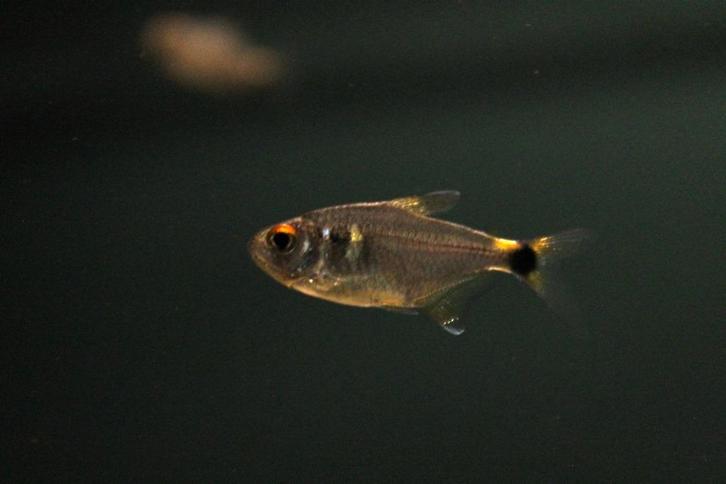 Lichtvisje (Hemigrammus ocellifer), Dieren en Toebehoren, Vissen | Aquariumvissen, Zoetwatervis, Vis, Schoolvis