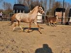 Verzorgster/verzorger gezocht, Dieren en Toebehoren, Paarden en Pony's | Overige Paardenspullen, Ophalen of Verzenden