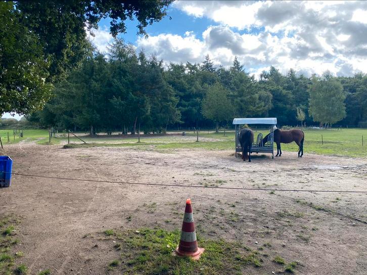 Plek vrij op paddock paradise in Garderen, Dieren en Toebehoren, Stalling en Weidegang, Weidegang