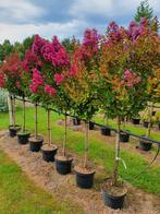 Lagerstroemia indica purple Star  / grote volle bomen ‼️‼️, Tuin en Terras, In pot, Zomer, Volle zon, 250 tot 400 cm