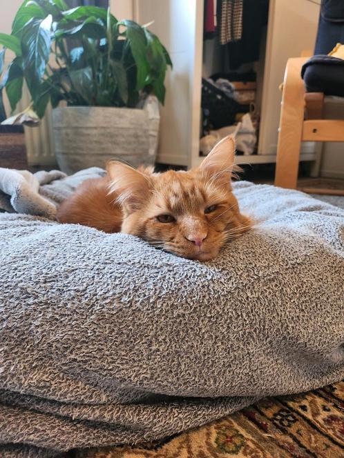 Wij zoeken een logeeradres voor Henkie, Dieren en Toebehoren, Katten en Kittens | Raskatten | Langhaar, Kater