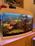 Juwel Vision 180 aquarium + kast + CO₂-set + vissen, Ophalen, Gevuld zoetwateraquarium