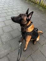 Mechelse herder reu zoekt een goud mandje, Dieren en Toebehoren, Honden | Herdershonden en Veedrijvers, Reu, Parvo, Eén hond, 3 tot 5 jaar