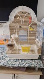 Kanarie manetje met kooi, Dieren en Toebehoren, Ophalen