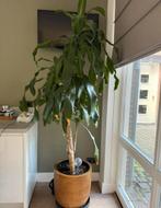 Kamerplant 220cm, Ophalen, Volle zon, 200 cm of meer