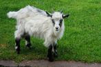Landgeit bokjes, Mannelijk, Geit, 0 tot 2 jaar