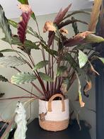 Calathea (Calathea rufibarba) kamerplant, Huis en Inrichting, Kamerplanten, Ophalen, Overige soorten, Minder dan 100 cm