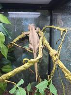 Prachtige gargoyle gekko vrouw, Hagedis, 0 tot 2 jaar