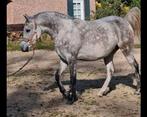 Arabisch Volbloed Arabier merrie 7 jaar schimmel, Dieren en Toebehoren, Paarden, Zadelmak, Merrie, Gechipt, Minder dan 160 cm