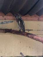 Witgezicht uil, tarsel., Dieren en Toebehoren, Mannelijk, Roofvogel, Geringd