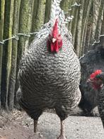 Noord hollandse haan van vorig jaar, Dieren en Toebehoren, Pluimvee, Mannelijk, Kip