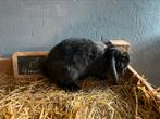 Franse hangoor mannelijk zwart 4mnd, Dieren en Toebehoren, Konijnen, Mannelijk, Groot, Hangoor