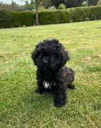 Maltipoo (Maltezer x Poedel) pups (teefjes), Dieren en Toebehoren, Honden | Chihuahua's en Gezelschapshonden, Poedel, Nederland