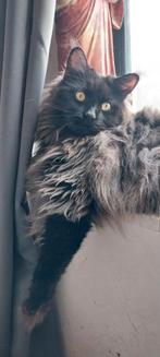 Maine coon kater black smoke, Kater, Gechipt, 0 tot 2 jaar