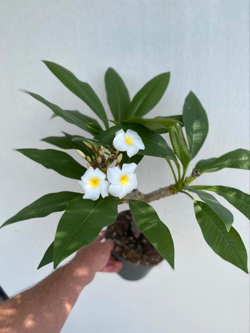 Plumeria, Frangipani wit, bijzonder mooi vol knoppen nr 1, Tuin en Terras, Planten | Bomen, Overige soorten, Minder dan 100 cm