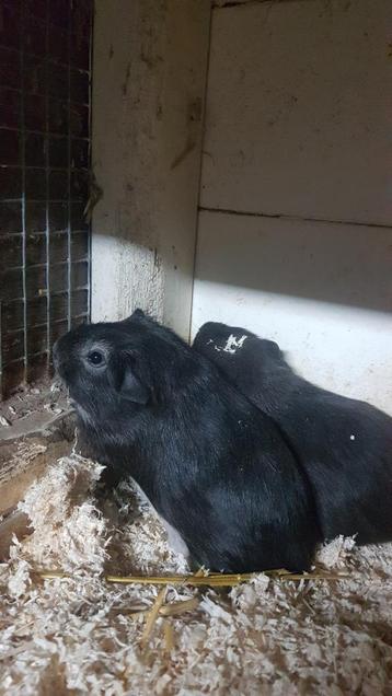 2 superleuke cavia broertjes 7 week oud. beschikbaar voor biedingen