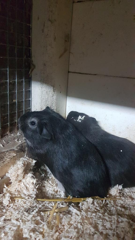 2 superleuke cavia broertjes 7 week oud., Dieren en Toebehoren, Knaagdieren, Mannelijk, Cavia, September, Tam