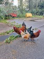 Hanen te koop, 3 stuks, Dieren en Toebehoren, Pluimvee, Mannelijk, Kip
