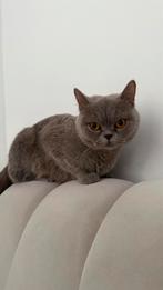 Poes Amira | Blauwe Britse Korthaar | 3 jaar, heel lief!, Poes, Ontwormd, 3 tot 5 jaar