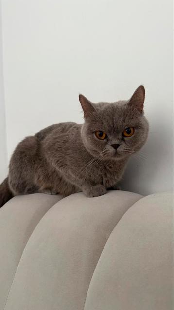 Poes Amira | Blauwe Britse Korthaar | 3 jaar, heel lief! beschikbaar voor biedingen