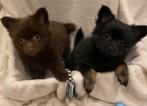 Super mooie pomchi pups te koop, Reu, 8 tot 15 weken, Parvo, Meerdere