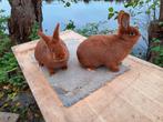 2 mooie jonge Rode Nieuw-Zeelander voedsters van 2025., Dieren en Toebehoren, Konijnen, Vrouwelijk, Middelgroot, 0 tot 2 jaar