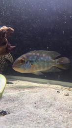 Hoplarchus psittacus (Papegaaicichlide) – 25 cm, Dieren en Toebehoren, Vissen | Aquariumvissen, Vis