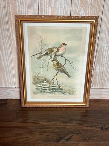 Antieke litho prent van vogels vinken barmsijs Knezourek beschikbaar voor biedingen