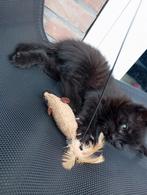 Kittens, Meerdere dieren