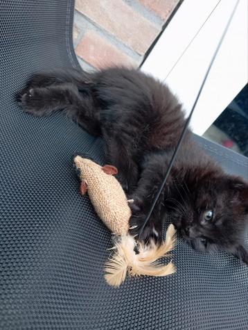 Kittens  beschikbaar voor biedingen