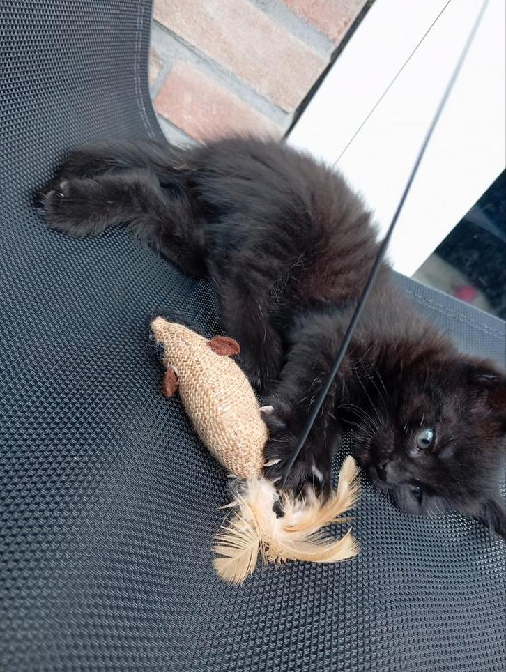 Kittens, Dieren en Toebehoren, Katten en Kittens | Overige Katten, Meerdere dieren