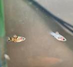 Jonge platy's, Vis