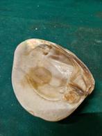 mosselschaaltje van schelp, Ophalen of Verzenden, 'T Olde Gre-j, Info@toldegrej.nl, Endepoelstraat 20f Didam