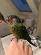 Baby pyrrhura Emma halftam, Dieren en Toebehoren, Vogels | Parkieten en Papegaaien, Geslacht onbekend, Papegaai, Geringd